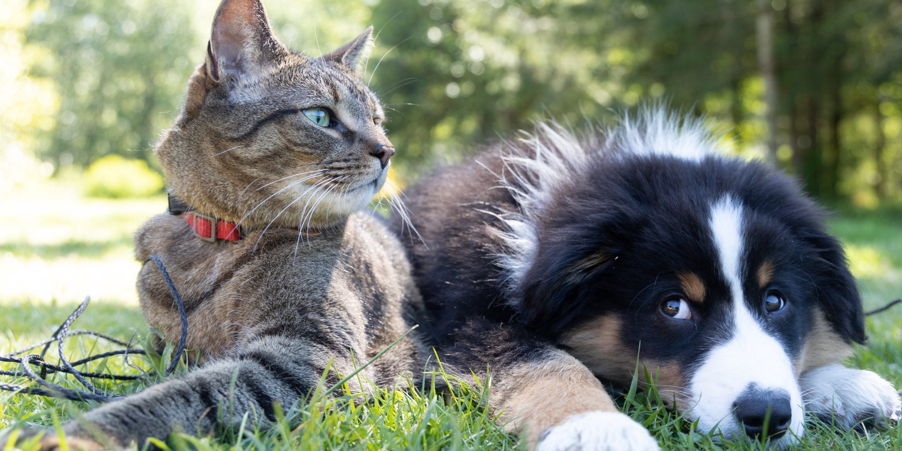 Clearing Fleas: Does Flea Removal Cause Anxiety in Pets?