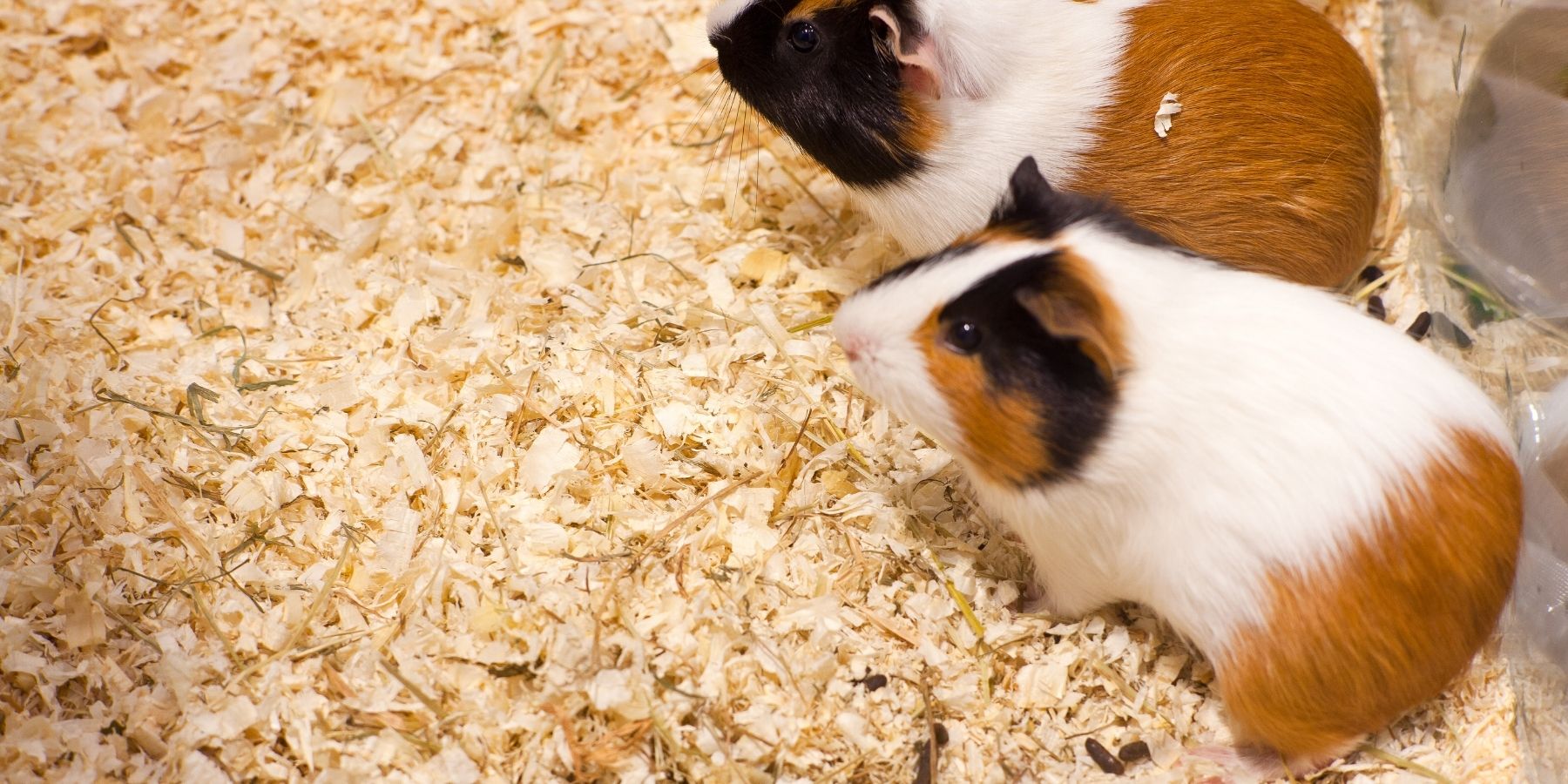 What Veggies Do Hamsters Love The Most?