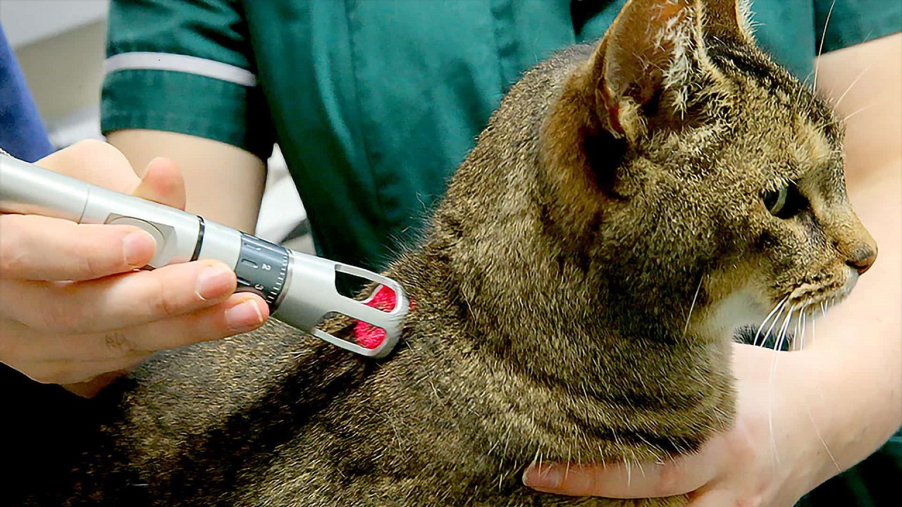 Managing Chronic Pain in Cats with Laser Therapy: A Gentle Approach to Comfort and Wellness